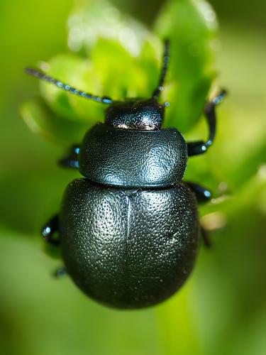 Timarcha goettingensis