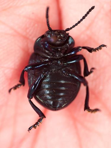 Réf. 341 638 : Timarcha goettingensis