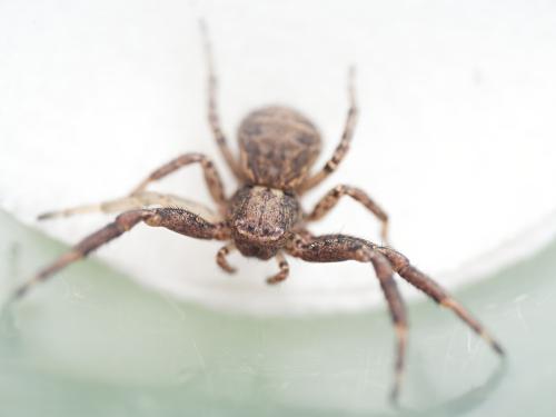 Xysticus acerbus