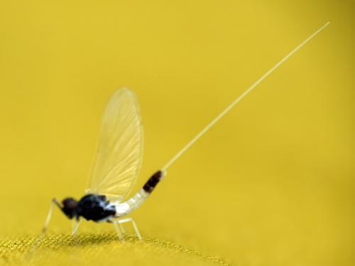 Réf. 341 278 : Baetinae inconnu