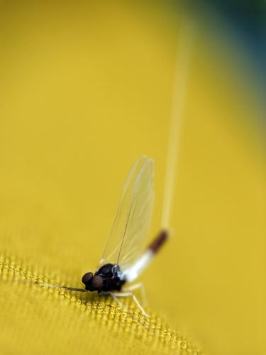 Réf. 341 277 : Baetinae inconnu
