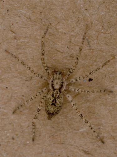 Réf. 341 376 : Anyphaena sabina
