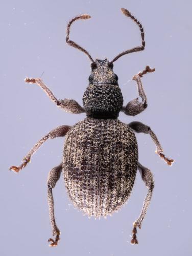 Otiorhynchus crataegi