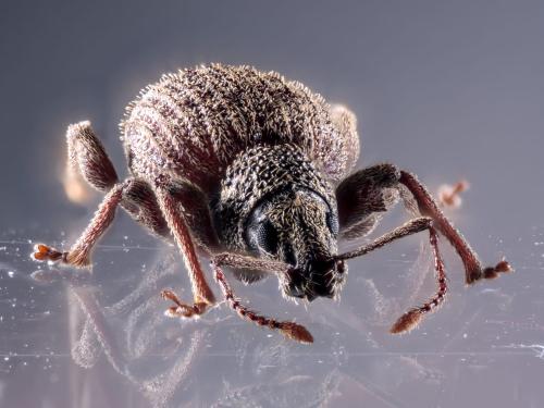 Otiorhynchus crataegi