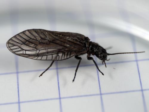 Sialis nigripes