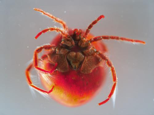 Réf. 341 996 : Hydrachna sp.