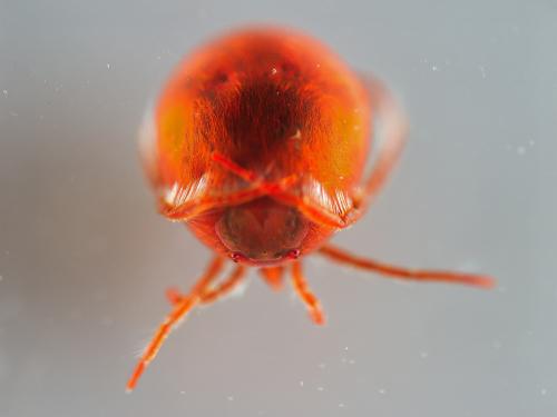 Réf. 341 995 : Hydrachna sp.