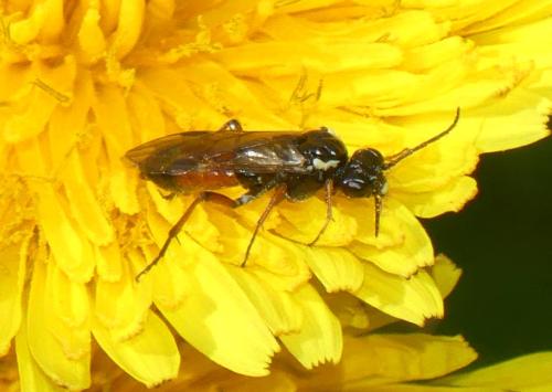 Aglaostigma aucupariae