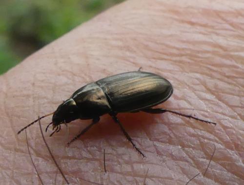 Amara aenea