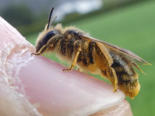 Réf. 341 414 : Andrena sp.