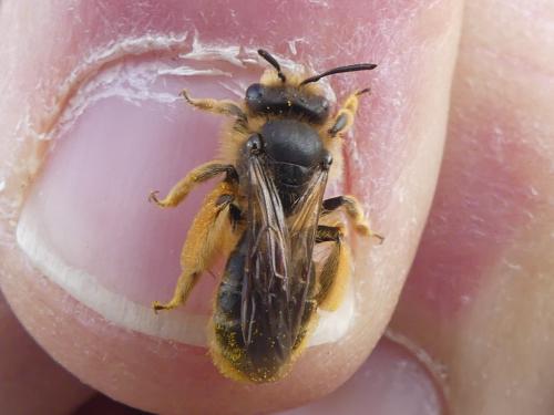Réf. 341 413 : Andrena sp.