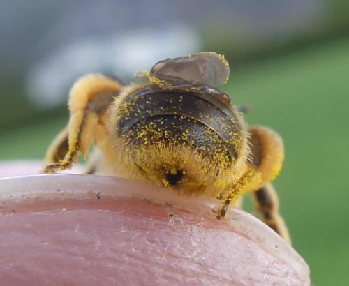 Andrena sp.