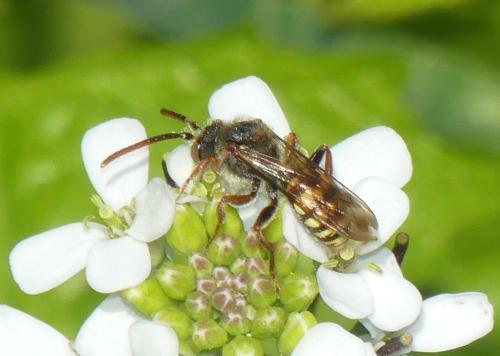 Nomada sp.