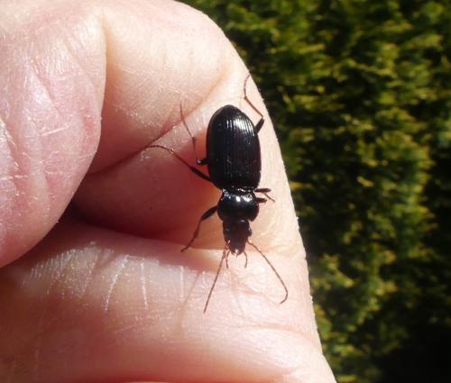 Nebria brevicollis
