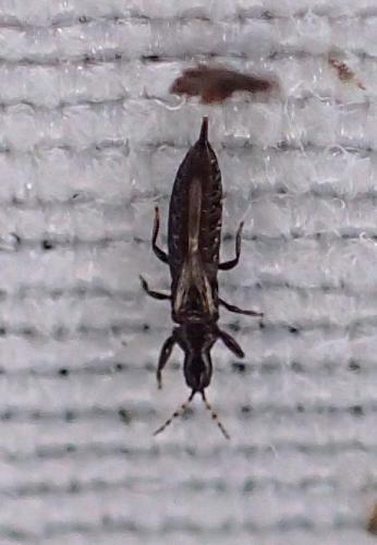 Réf. 341 369 : Haplothrips sp.
