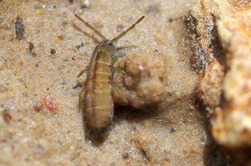 Réf. 341 231 : Isotomurus palustris