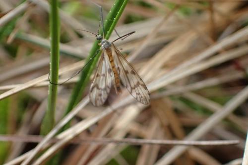 Réf. 341 232 : Idioptera pulchella