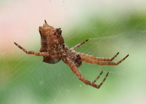 Cyrtophora citricola