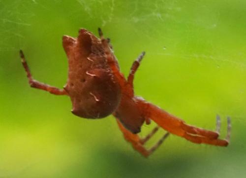 Cyrtophora citricola