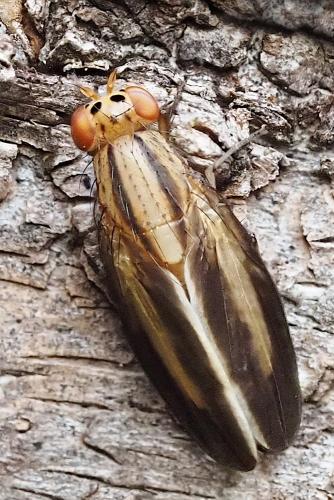 Peplomyza discoidea
