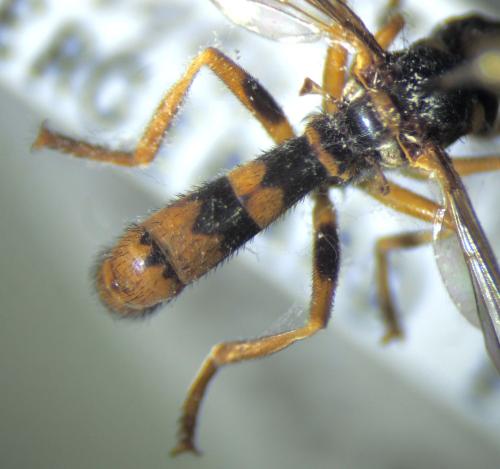 Leopoldius signatus