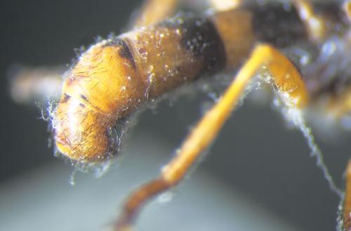 Leopoldius signatus