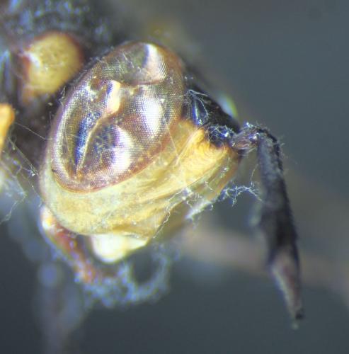 Leopoldius signatus