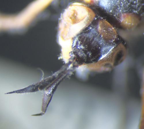 Leopoldius signatus