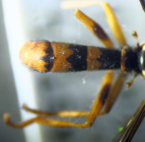 Leopoldius signatus