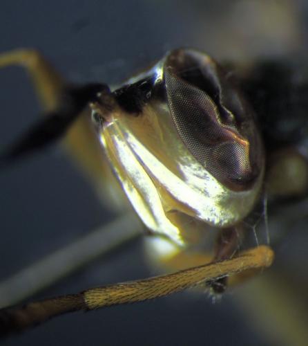 Leopoldius signatus