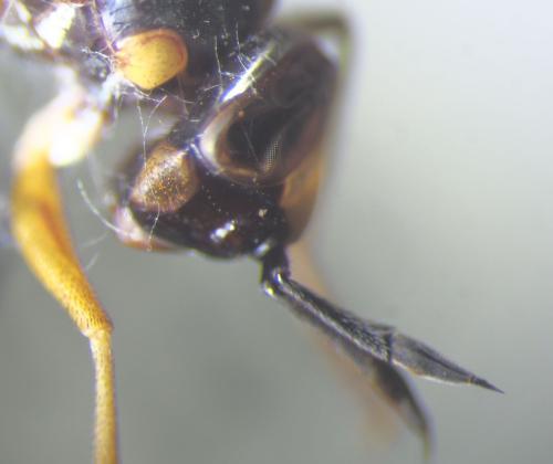 Leopoldius signatus