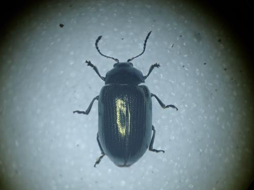 Phratora vitellinae