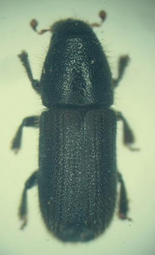 Réf. 341 200 : Scolytinae inconnu