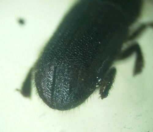 Réf. 341 203 : Scolytinae inconnu
