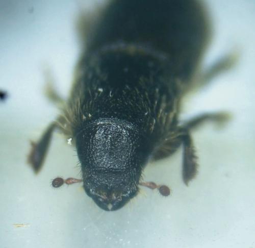 Réf. 341 201 : Scolytinae inconnu
