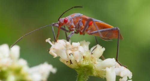 Leptocoris sp.