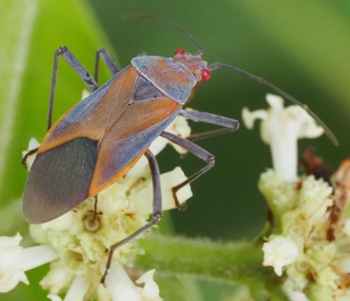 Leptocoris sp.