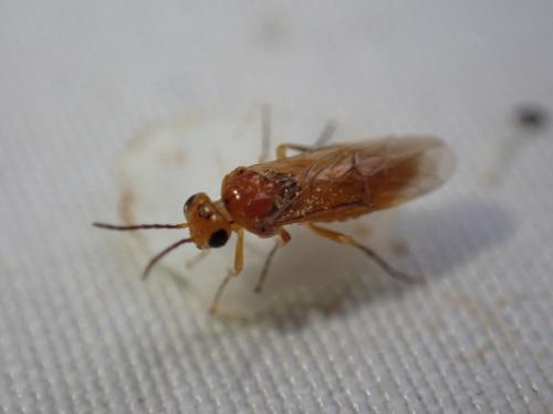 Hoplocampa sp.