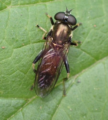 Réf. 341 396 : Xylota segnis