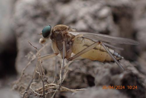 Réf. 341 718 : Rhagio sp.
