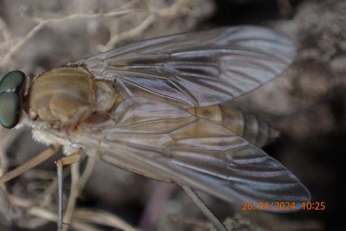 Réf. 341 719 : Rhagio sp.