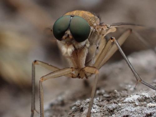 Réf. 341 720 : Rhagio sp.