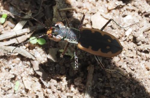 Lophyra luxerii