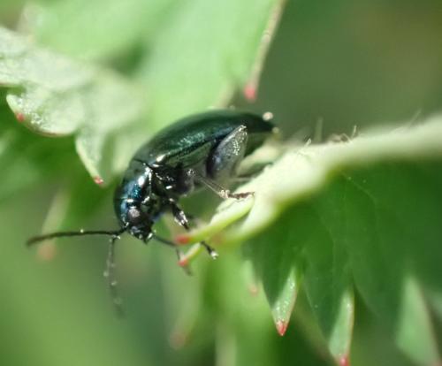 Altica sp.