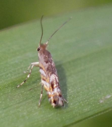 Réf. 341 669 : Macrosaccus robiniella