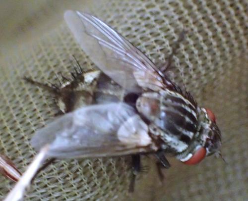Réf. 341 318 : Exorista larvarum