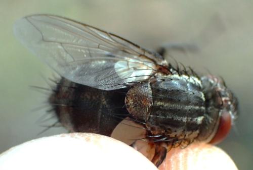 Exorista larvarum