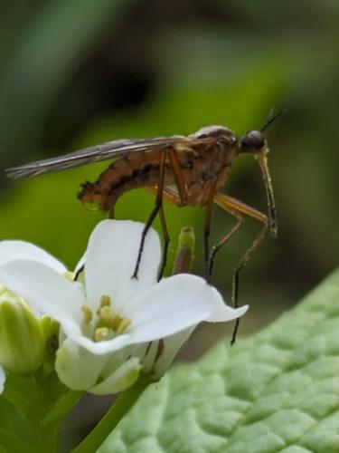 Réf. 341 325 : Empis punctata