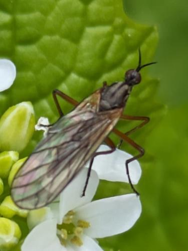 Réf. 341 323 : Empis punctata