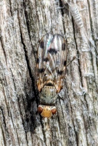 Melieria picta
